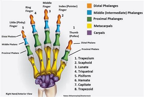 digits of the hand|Structure and Function of the Hand .
